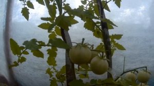 ТОМАТ ФОРТЕ РОЗЕ F1. 2020