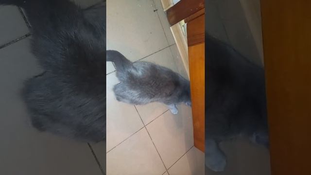 первая течка у молодой  шотландской кошки смотреть онлайн