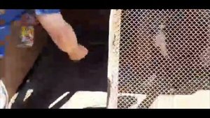 Собаки едят майских жуков