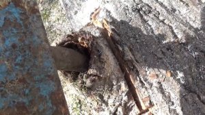 УДАЛЕНИЕ ДЕРЕВЬЕВ = ЧАСТЬ 2 = КАК УПАЛО САМОЕ БОЛЬШОЕ ДЕРЕВО