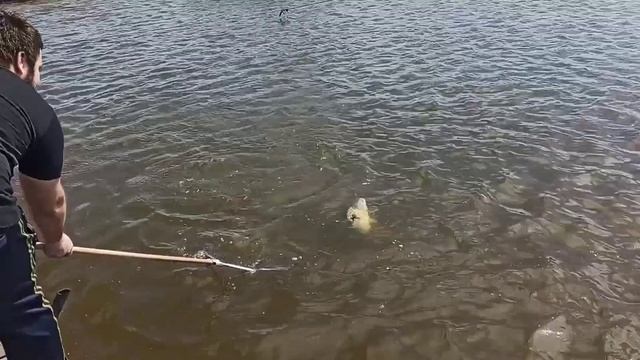 Рыбалка весной 2021 года Платник FISHERIX Карпы раздают) смотреть онлайн