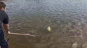 Рыбалка весной 2021 года Платник FISHERIX Карпы раздают)