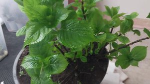 гортензия из серии Бесконечное Лето просто супер 23 января. Подмосковье