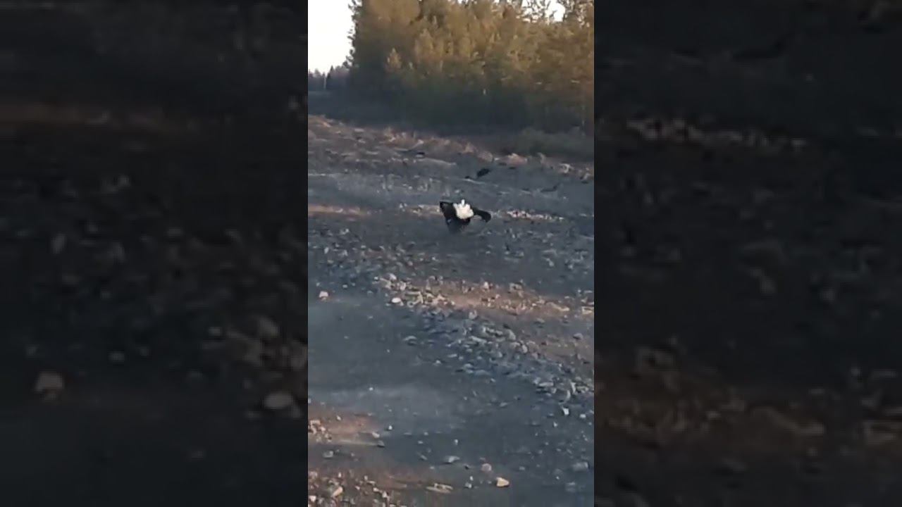 Тетеревинный ток на дороге ранним утром! смотреть онлайн