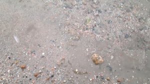 Как намыть золото возле своего дома?