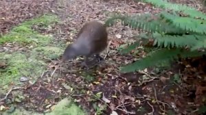 Киви  Доисторическая птица с самыми большими яйцами   Интересные факты про птицу киви