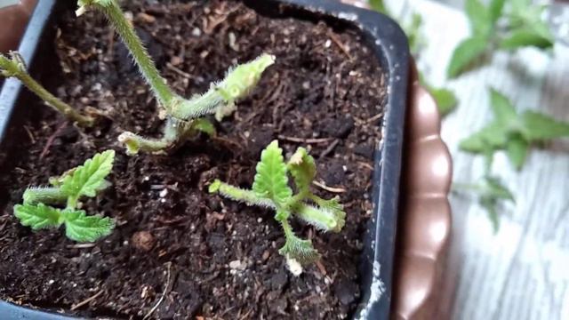 #вербена Обрезка✂️/черенки🌿/вербена/сентябрь 15 /+13 ☁️☁️☁️
