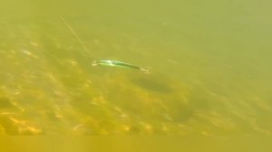 Pontoon 21/Fishing lure Cablista 125/ Underwater action