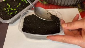 Флоксы из семян. Посев однолетних флоксов на рассаду