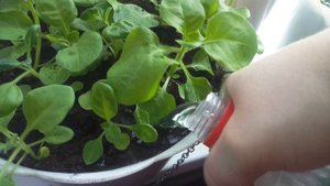 Для Петунии Это ВАЖНАЯ Подкормка! Для пышного цветения!