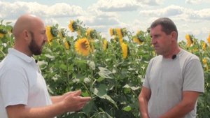 Технология возделывания подсолнечника. Полтавская обл. Выпуск №1