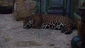 Екатеринбургский зоопарк зимой