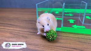 Hamsters vs Invisible Maze | Transparent maze for hamsters