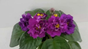 Сорт ЕК-Осенние Георгины. Описание и мои впечатления