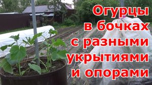 Высадка огурцов в бочки. Какие минипарнички и опоры для огурцов в бочках я использовала за 4 года.