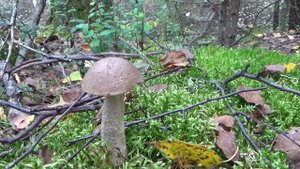 Гриб козляк,желто-бурые моховики и другие грибы.