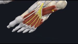 Длинный сгибатель пальцев (m. flexor digitorum longus) 3D Анатомия