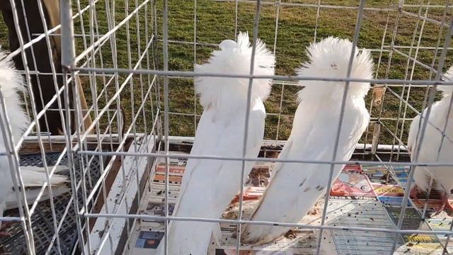 11.12.21г. ярмарка декоративной и сельхоз птицы с.Желябовка.Нижнегорский район смотреть онлайн