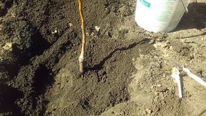 Правильная посадка саженца. Подготовка ямы.