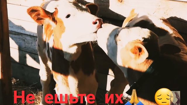Великая фермерица! "Я ненавижу коров!"🐄😠 "Вы всё сделаете для меня!" ДДОММ-ОПГ смотреть онлайн