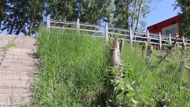 Тополя спилили и забыли: скошенные деревья стали достопримечательностью берега