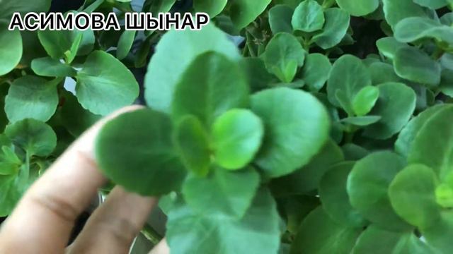 Каланхоэ гүлінің күтімі.Ерекшелігі#Каланхоэ блоссфельда смотреть онлайн