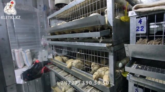 Как  выращивать и содержать перепелов в клетках