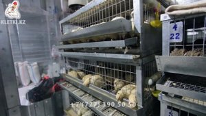 Как выращивать и содержать перепелов в клетках