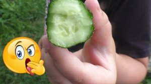 Причина горьких огурцов и что делать