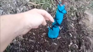Кто-то погрыз кору яблоньки и как её спасти