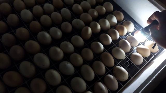 вывод цыплят.выгодно?стоит ли заниматься?ответ тут!!! смотреть онлайн