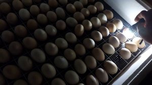 вывод цыплят.выгодно?стоит ли заниматься?ответ тут!!!