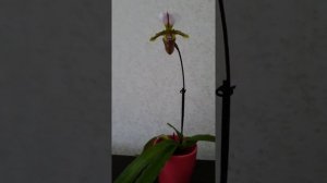 Пафиопедилум Спицерианум / Paphiopedilum Spicerianum