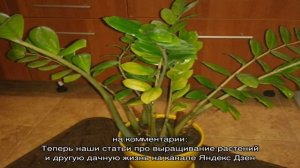Почему желтеют листья у замиокулькаса — что делать, чтобы вернуть ему декоративный вид