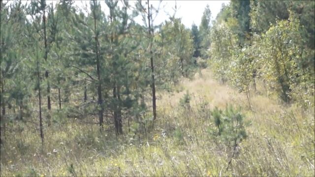 Охота с русским гончим. Арбат вл. Реунов Н. , Сигнал и Нох вл. Шатров В.А. смотреть онлайн