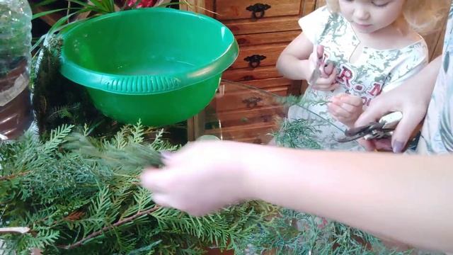 Зимнее черенкование туи, можжевельника и голубой ели. смотреть онлайн