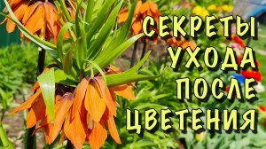 ЛУКОВИЧНЫЕ ОТЦВЕЛИ! Без ПАНИКИ! Сделайте с НИМИ ЭТО ПОСЛЕ ЦВЕТЕНИЯ!
