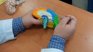 Конечный мозг. Теменная, височная, затылочная доли