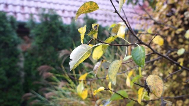 Sony Alpha 3500 video 1 смотреть онлайн