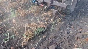Картофелекопалка вибролапа в работе