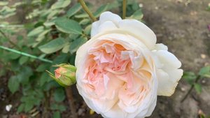 Розы Sebastian Kneipp (Себастьян Кнейп и Big Purple ( Биг Перпл )