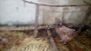 Обзор о Пушкинской породе кур!!!