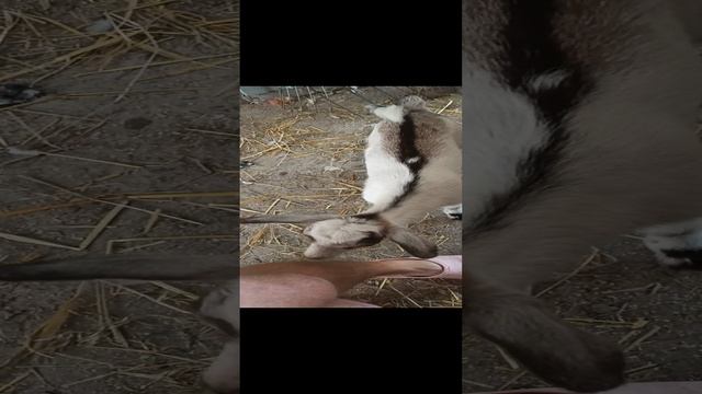 Козленок Даша смотреть онлайн