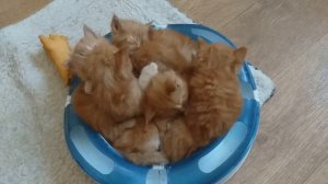 Детки кота Джокера,порода Мейн кун. Милота.