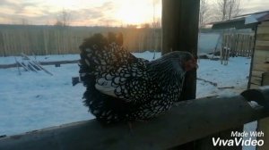 Куры породы виандот, наконец-то занеслись!!!