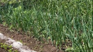 Окучивать морковь или нет