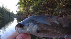 Bass Fishing Orara River, Kayak Fishing, Jackal Mini Pompadour.