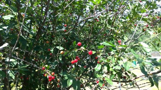 ВОСКРЕСЕНЬЕ. УТРО. ДАЧА. КАК ХОРОШО.))) смотреть онлайн