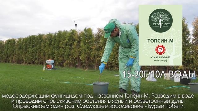 5 Болезней Туи и их Лечение?  ТУЯ болеет - что делать?