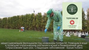 5 Болезней Туи и их Лечение? ТУЯ болеет - что делать?